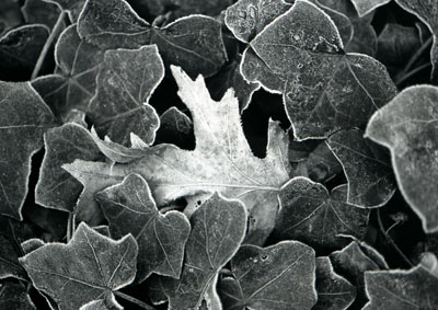 Leaf with Frost